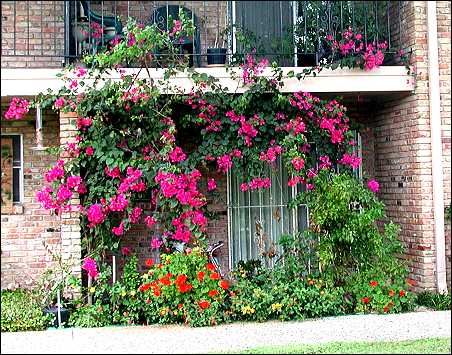 Baxter House patio of the week